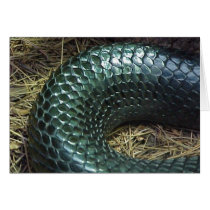 Indigo Snake cards