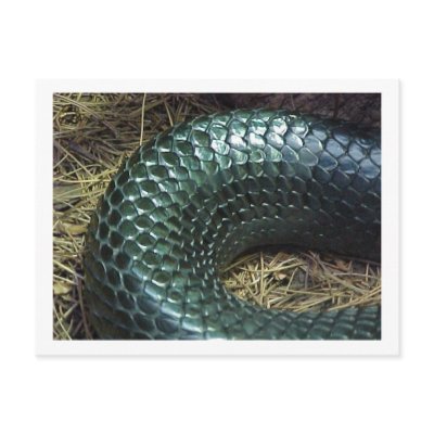 "Indigo Snake" Postcard by smilodonart