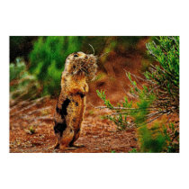 Individual Effects Animals 6 posters