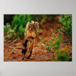 Individual Effects Animals 6 posters