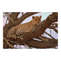 Individual Effects Animals 7 posters