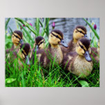 Individual Effects Birds 11 Print
