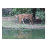 Indochinese Tiger Card