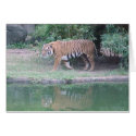 Indochinese Tiger cards
