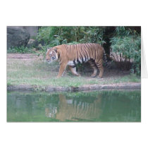 Indochinese Tiger cards