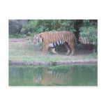 "Indochinese Tiger" Postcard