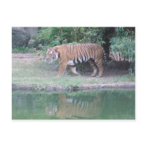 "Indochinese Tiger" Postcard by smilodonart "Indochinese Tiger" Postcard