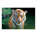 Indochinese Tiger posters