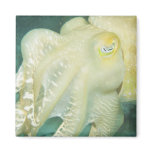 Indonesia, South Sulawesi Province, Wakatobi 2 Fridge Magnet
