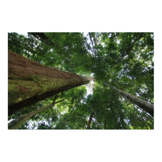 Indonesian rainforest print