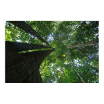 Indonesian rainforest posters