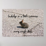 Indulge In Cuteness Poster