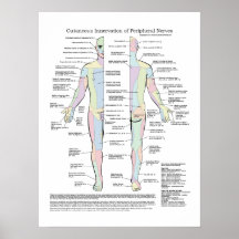 Inervación cutánea del poster periférico de los ne