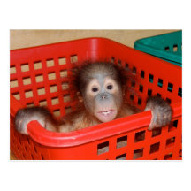 Infant Orangutan in Nursery Post Card