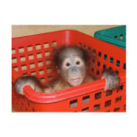 Infant Orangutan in Nursery Post Card