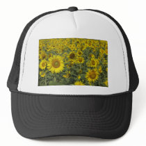 infinite sunflowers hats