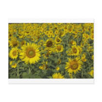 infinite sunflowers postcards