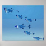 Info Fish Family posters