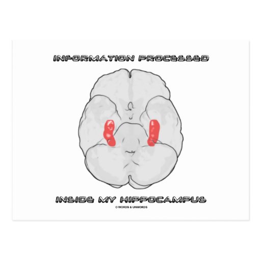 Information Processed Inside My Hippocampus Postcards