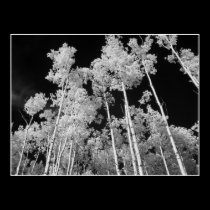 Infrared Poplar Tree Forest Poster posters