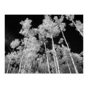 Infrared Poplar Tree Forest Poster posters by mrInfrared Infrared Poplar Tree Forest Poster posters