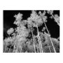 Infrared Poplar Tree Forest Poster