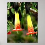 Ingapirca Inca ruins, Ecuador posters