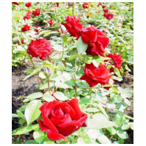 Ingrid Bergman Roses t-shirts by lifesphere Ingrid Bergman Roses t-shirts