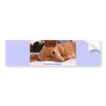 Inki the Chihuahua bumper stickers by Barbara_Stock Inki the Chihuahua bumper stickers