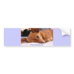 Inki the Chihuahua Bumper Sticker