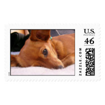 Inki the Chihuahua postage by Barbara_Stock Inki the Chihuahua postage