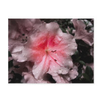 Inner Glow Postcard