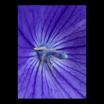 Inner Purple posters