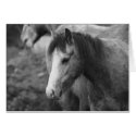 Innocence by CatMac cards