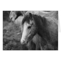 Innocence by CatMac cards
