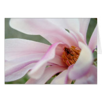 Innocence Card cards