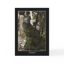 INNOCENCE Grey Wolf Note Cards & Greeting Cards