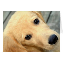 Innocent Abby Card