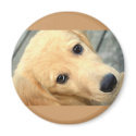 Innocent Abby Magnet by SjStevenson Innocent Abby Magnet