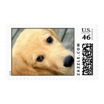 Innocent Abby Postage