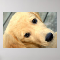 Innocent Abby Print