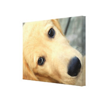 Innocent Abby Wrapped Canvas Canvas Print