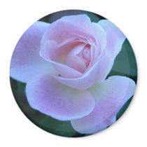 Innocent blush refrigerator magnets