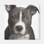 Innocent Pitbull Puppy Magnet