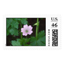 Innocent postage