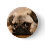 " Innocent " Pug Pins