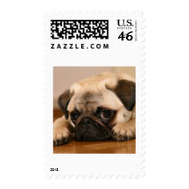 " Innocent " Pug Stamp