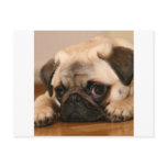 " Innocent " Pug Post Card