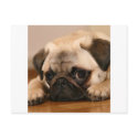 " Innocent " Pug postcards