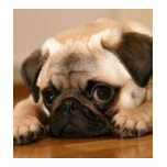 canine, puppies, dogs, pets, pugs, innocent, cute,